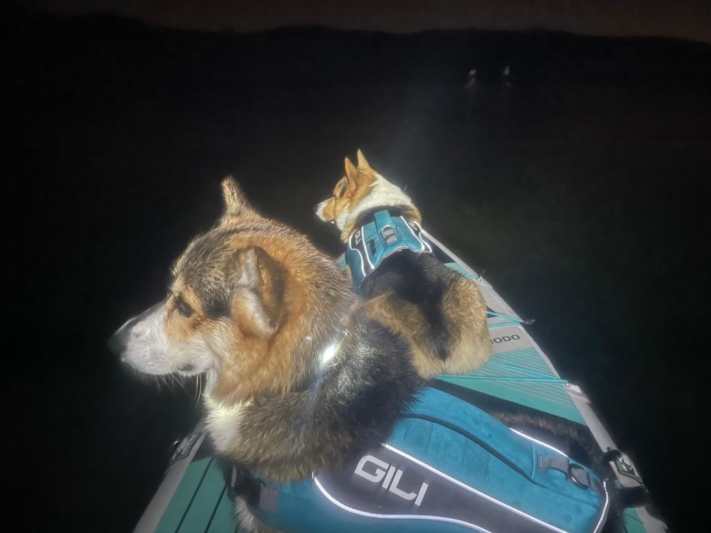 Dog Life Jacket Flotation Device - Customer Photo From Caitlin M