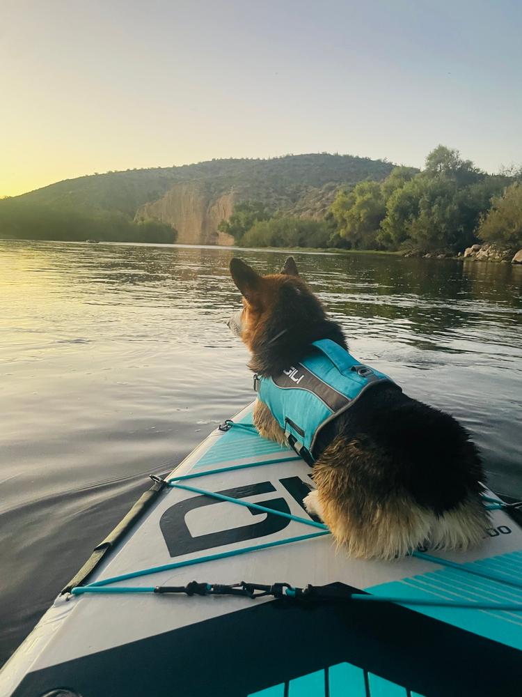 Dog Life Jacket Flotation Device - Customer Photo From Caitlin M