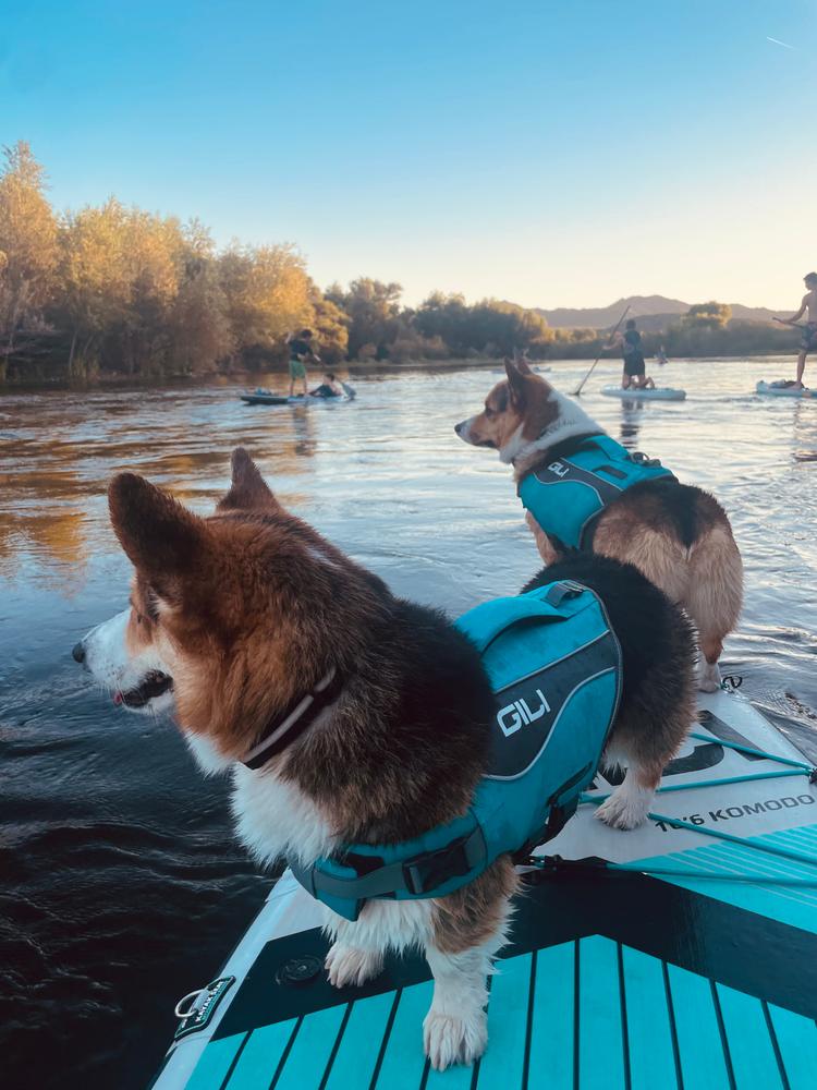 Dog Life Jacket Flotation Device - Customer Photo From Caitlin M