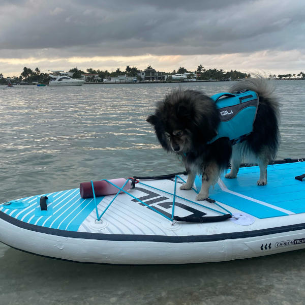 Dog Life Jacket Flotation Device - Customer Photo From Daniel Jacobs
