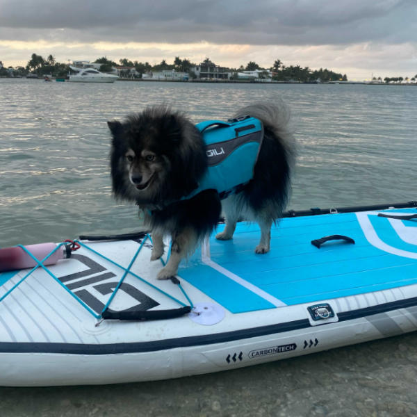 Dog Life Jacket Flotation Device - Customer Photo From Daniel Jacobs