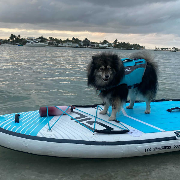 Dog Life Jacket Flotation Device - Customer Photo From Daniel Jacobs