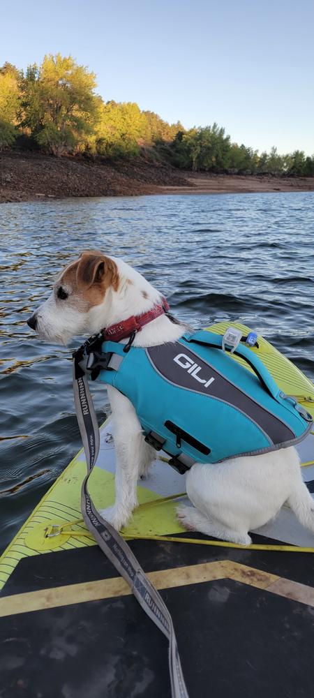 Dog Life Jacket Flotation Device - Customer Photo From Lynette Johnson