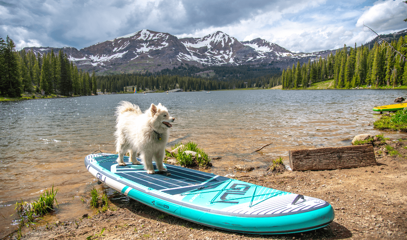 dog on gili board